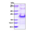 SDS-PAGE gel of recombinant human RPS20 protein under reducing conditions Coomassie stained