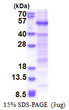 SDS-PAGE gel of recombinant human HSFY1 protein under reducing conditions