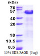SDS-PAGE gel of recombinant human TRIP10 protein under reducing conditions stained with Coomassie blue