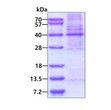 SDS-PAGE gel of recombinant human MLF1IP protein under reducing conditions stained with Coomassie blue