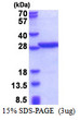 PABPN1 recombinant protein SDS-PAGE gel 3ug reducing conditions Coomassie stain