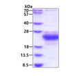 SDS-PAGE of recombinant human CHAC2 protein 3µg under reducing conditions with Coomassie blue staining