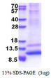 SDS-PAGE of recombinant human GNG4 protein under reducing conditions stained with Coomassie blue