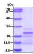 SDS-PAGE gel showing recombinant human CD8 beta protein under reducing conditions stained with Coomassie blue