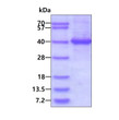 SDS-PAGE gel of recombinant human RLBP1 protein 3μg under reducing conditions stained with Coomassie blue
