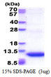 SDS-PAGE gel of recombinant human GNG11 protein under reducing conditions stained with Coomassie blue