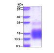 SDS-PAGE gel of recombinant human MT3 protein 3µg under reducing conditions Coomassie blue stain