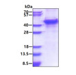 SDS-PAGE gel showing recombinant human MMP-13 protein 3µg under reducing conditions with Coomassie blue stain