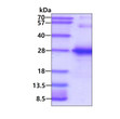 SDS-PAGE gel of recombinant human TGIF2LY protein 3µg under reducing conditions with Coomassie blue staining