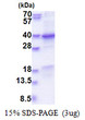 SDS-PAGE gel of recombinant human GET4 protein 3µg under reducing conditions Coomassie stain