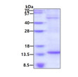 SDS-PAGE gel of recombinant human BTF3L4 protein under reducing conditions Coomassie blue stain