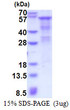 SDS-PAGE gel of recombinant human Heparanase HPSE protein under reducing conditions stained with Coomassie blue