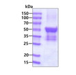 SDS-PAGE gel showing recombinant human Serpin C1 Antithrombin-III protein under reducing conditions Coomassie stain