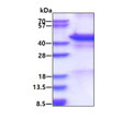 SDS-PAGE of recombinant human Calreticulin-2 protein 3µg reducing conditions Coomassie stain