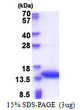 SDS-PAGE gel of recombinant human CNN2 protein 3µg under reducing conditions Coomassie stain