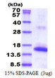 SDS-PAGE gel of recombinant human NKp30 NCR3 protein under reducing conditions