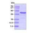 SDS-PAGE gel of recombinant human IYD protein 3µg under reducing conditions Coomassie blue stain