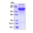 SDS-PAGE gel of recombinant human UQCRC1 protein under reducing conditions Coomassie stain