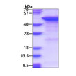 SDS-PAGE gel of recombinant human MGAT2 protein 3µg under reducing conditions Coomassie blue stain