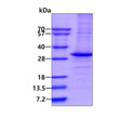 SDS-PAGE gel of recombinant human SIRT1 protein 3µg under reducing conditions stained with Coomassie blue