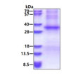 SDS-PAGE gel of recombinant human TSSK6 protein under reducing conditions stained with Coomassie blue