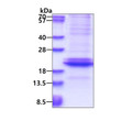 SDS-PAGE gel of recombinant human Adiponectin Acrp30 protein under reducing conditions Coomassie stain