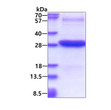 SDS-PAGE gel of recombinant human ICAM-2 CD102 protein stained with Coomassie blue