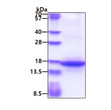 SDS-PAGE of recombinant human MFAP3 protein 3µg under reducing conditions with Coomassie blue staining