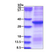 SDS-PAGE gel of recombinant human Coagulation Factor II Thrombin protein under reducing conditions