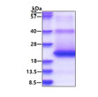 SDS-PAGE gel showing recombinant human CD-M6PR protein 3ug under reducing conditions Coomassie blue stain