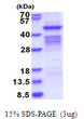 SDS-PAGE gel of recombinant human PSG1 protein under reducing conditions Coomassie blue stain
