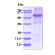 SDS-PAGE gel of recombinant human AFAP protein 3µg under reducing conditions Coomassie stain