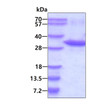 Recombinant human UBE2Z protein SDS-PAGE gel under reducing conditions stained with Coomassie blue