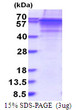 SDS-PAGE gel of recombinant human Vitronectin protein 3 μg under reducing conditions Coomassie blue stain