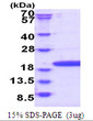 SDS-PAGE gel of recombinant human POP7 protein under reducing conditions stained with Coomassie blue