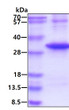 SDS-PAGE of recombinant human CMG-2 protein under reducing conditions stained with Coomassie blue
