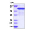 SDS-PAGE gel of recombinant human EF-1 gamma EEF1G protein under reducing conditions stained with Coomassie blue
