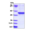 SDS-PAGE of recombinant human EEF2 protein under reducing conditions Coomassie blue stain