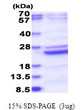 SDS-PAGE gel of recombinant human B9D2 protein under reducing conditions stained with Coomassie blue