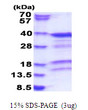 SDS-PAGE gel of recombinant human PACT protein 3µg under reducing conditions Coomassie blue stain
