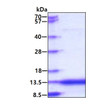 SDS-PAGE gel of recombinant human CAMK2N2 protein under reducing conditions Coomassie blue stain