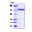 SDS-PAGE gel of recombinant human GFPT1 protein under reducing conditions stained with Coomassie blue