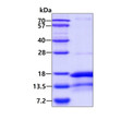 SDS-PAGE gel of recombinant human DAP protein 3µg under reducing conditions with Coomassie blue stain