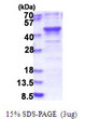 SDS-PAGE gel of recombinant human MERIT40 protein under reducing conditions stained with Coomassie blue