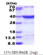 SDS-PAGE of recombinant human HSF2BP protein under reducing conditions stained with Coomassie blue