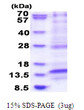 SDS-PAGE gel of recombinant human LAMTOR4 protein under reducing conditions stained with Coomassie blue