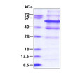 SDS-PAGE gel of recombinant human PELI2 protein under reducing conditions Coomassie blue stain