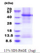 SDS-PAGE of recombinant human CD39L2 ENTPD6 protein under reducing conditions