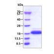 Recombinant human DPY30 protein SDS-PAGE gel under reducing conditions stained with Coomassie blue