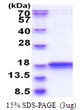 SDS-PAGE gel of recombinant human IMMP2L protein under reducing conditions stained with Coomassie blue
